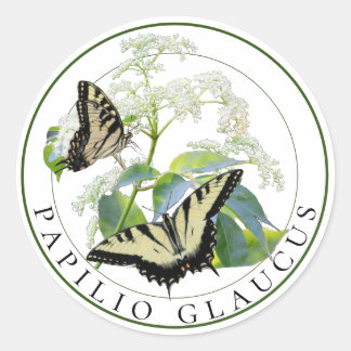 Adesivo Redondo Tiger Swallowtail Papilio Glaucus em Elderberry