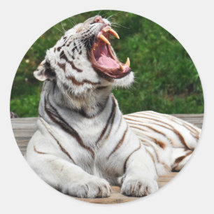 Adesivo Redondo Tigre Branco, Vinheta Tigre Bengala