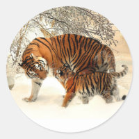 Tigre e Cub, cena de inverno,