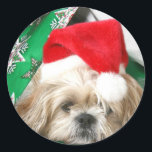 Adesivo Redondo Tired Christmas Shih Tzu<br><div class="desc">Creme e branco Shih Tzu,  vestido de todas as festividades de Natal,  se refuga de todas as atividades sob papel de embrulho de Natal enquanto ainda veste seu adesivo de Natal para o Papai Noel</div>
