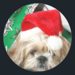 Adesivo Redondo Tired Christmas Shih Tzu<br><div class="desc">Creme e branco Shih Tzu,  vestido de todas as festividades de Natal,  se refuga de todas as atividades sob papel de embrulho de Natal enquanto ainda veste seu adesivo de Natal para o Papai Noel</div>