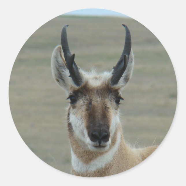 Adesivo Redondo Tiro na Cabeça de Antilope A30 (Frente)