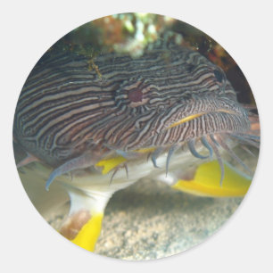 Adesivo Redondo Toadfish esplêndido
