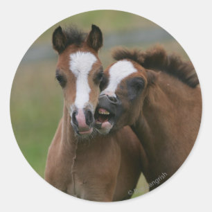 Adesivo Redondo Tocar Pés