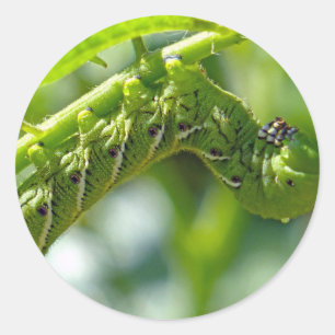Adesivo Redondo Tomato Hornworm