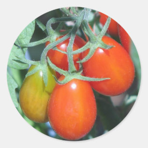 Adesivo Redondo Tomatoe crescente