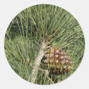 Adesivo Redondo Torrey Pine Closeup California Botanical