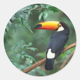 Adesivo Redondo Toucan Sticker