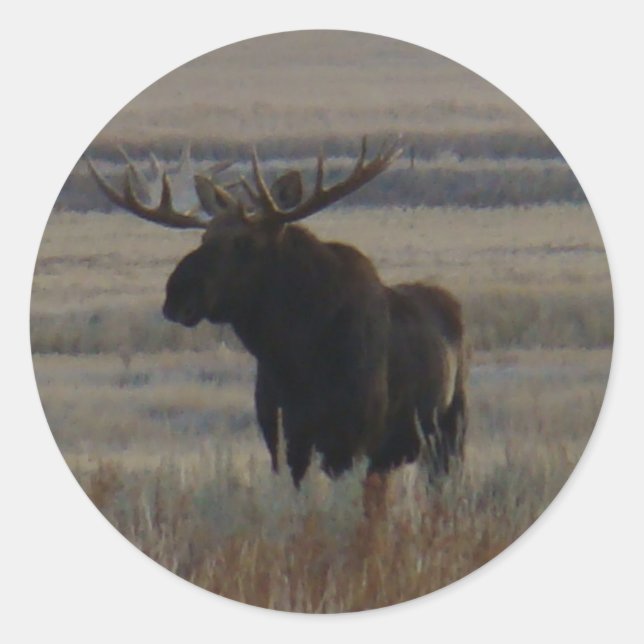 Adesivo Redondo Touro-Mouro-Mouro-Mouro (Frente)