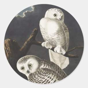 Adesivo Redondo Trabalho de arte da Audubon Snowy Owl