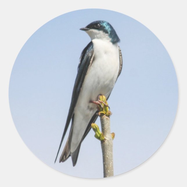 Adesivo Redondo Tree Swallow (Frente)