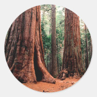 Trees Giants Calaveras