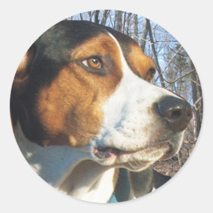 Adesivo Redondo Treing Walker Coonhound In Woods