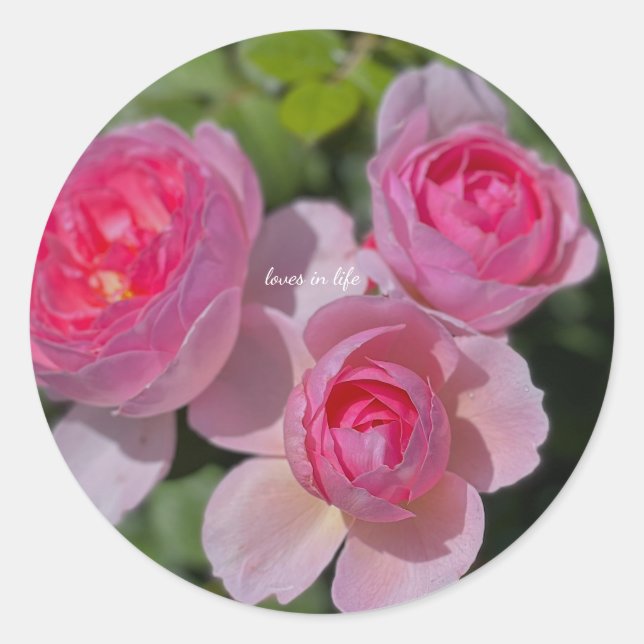 Adesivo Redondo Três lindas rosas cor-de-rosa (Frente)