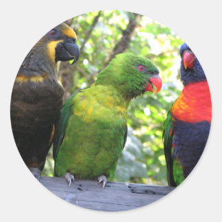 Adesivo Redondo Três Lorikeets