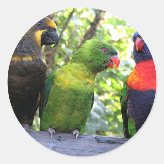 Adesivo Redondo Três Lorikeets (Frente)