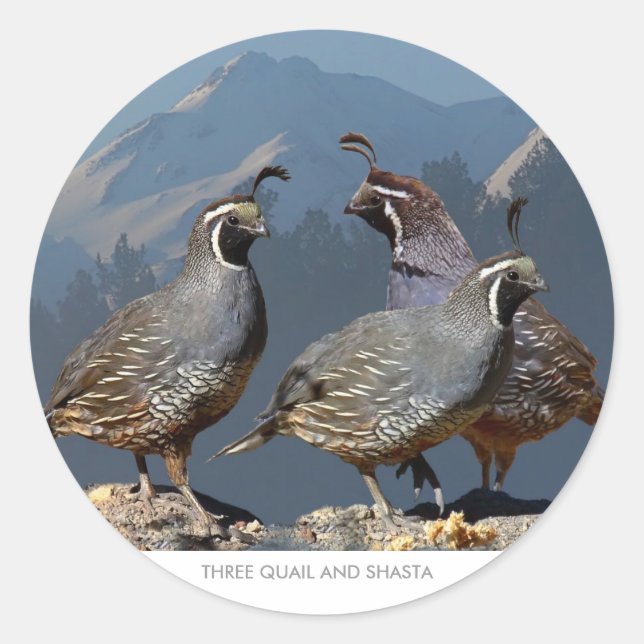 ADESIVO REDONDO TRÊS QUAIL E SHASTA (Frente)
