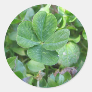 Adesivo Redondo Trevo quatro folhas