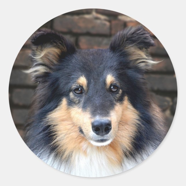 Adesivo Redondo Tricolor Sheltie face (Frente)