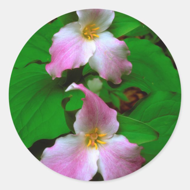 Adesivo Redondo Trillium Wildflower (Frente)