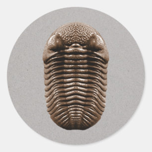 Adesivo Redondo Trilobite Sticker