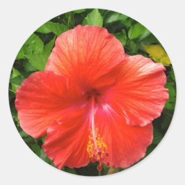 Adesivo Redondo Tropical Red Hibiscus Bonita Primavera Flórida