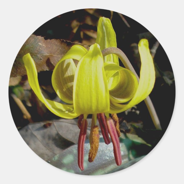 Adesivo Redondo Trout Lily 1 Stickers (Frente)