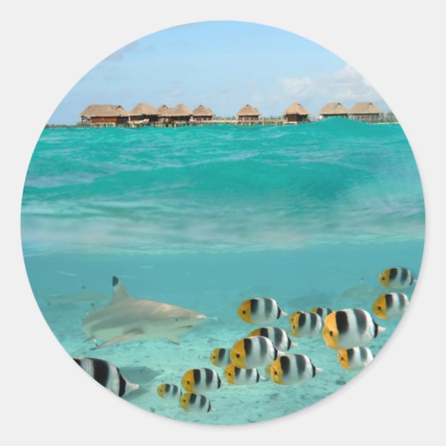 Adesivo Redondo Tubarão perseguindo peixes em lagoas de autocolant (Frente)