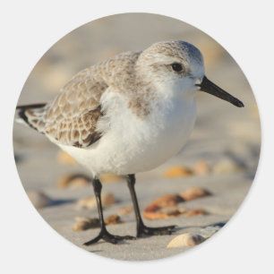 Adesivo Redondo Tubo de areia e conchas