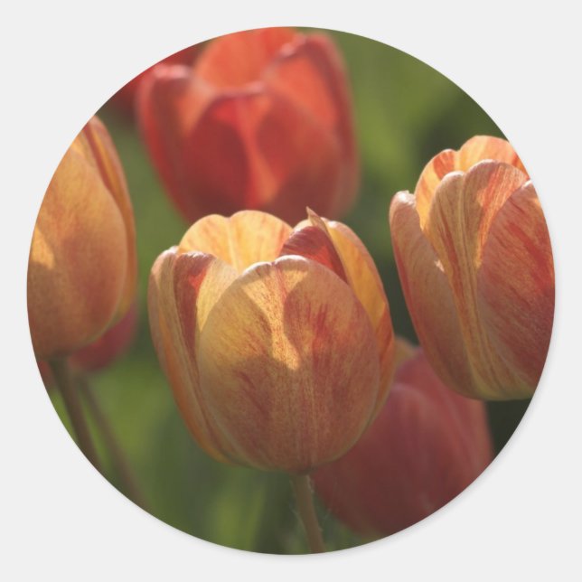 Adesivo Redondo Tulip Blossoms Stickers (Frente)