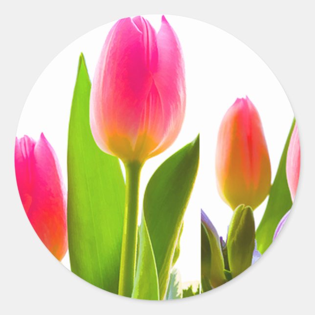 Adesivo Redondo Tulip Sticker (Frente)