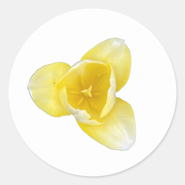 Adesivo Redondo Tulipa Amarela (Frente)