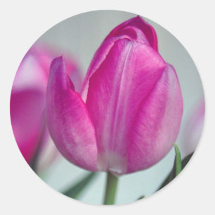 Adesivo Redondo Tulipa cor-de-rosa