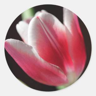 Adesivo Redondo Tulipa Rosa