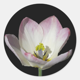 Adesivo Redondo Tulipa Rosa em Preto