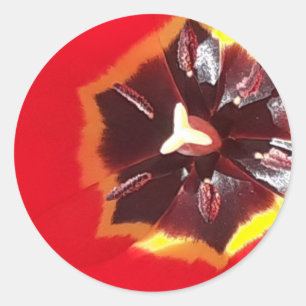 Adesivo Redondo Tulipa Vermelha Escarlate