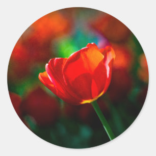 Adesivo Redondo Tulipa vermelha - Mistério de florescência