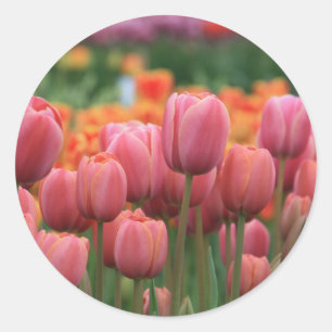 Adesivo Redondo tulipas cor-de-rosa