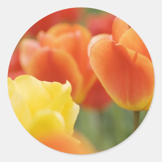 Adesivo Redondo Tulipas do felz pascoa (Frente)