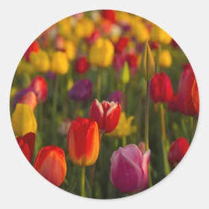 Adesivo Redondo Tulipas, Festival de Tulipas, Woodburn, Oregon, EU