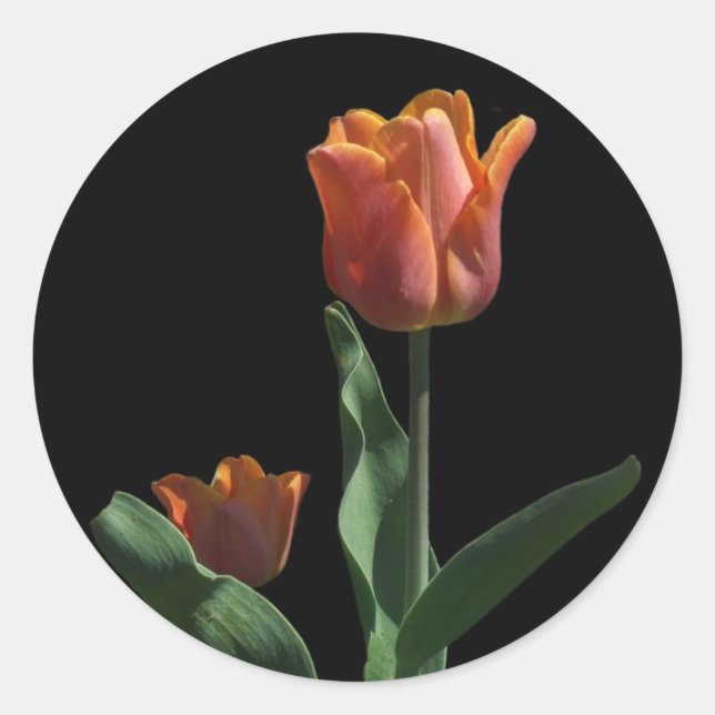 Adesivo Redondo Tulipas Laranja (Frente)