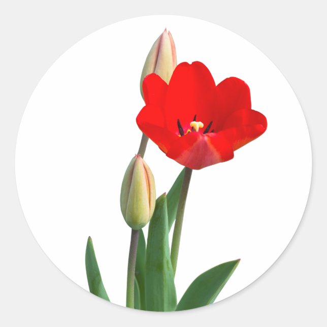 Adesivo Redondo Tulips Classic Round Sticker (Frente)