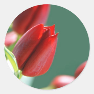 Adesivo Redondo Tulips Sticker