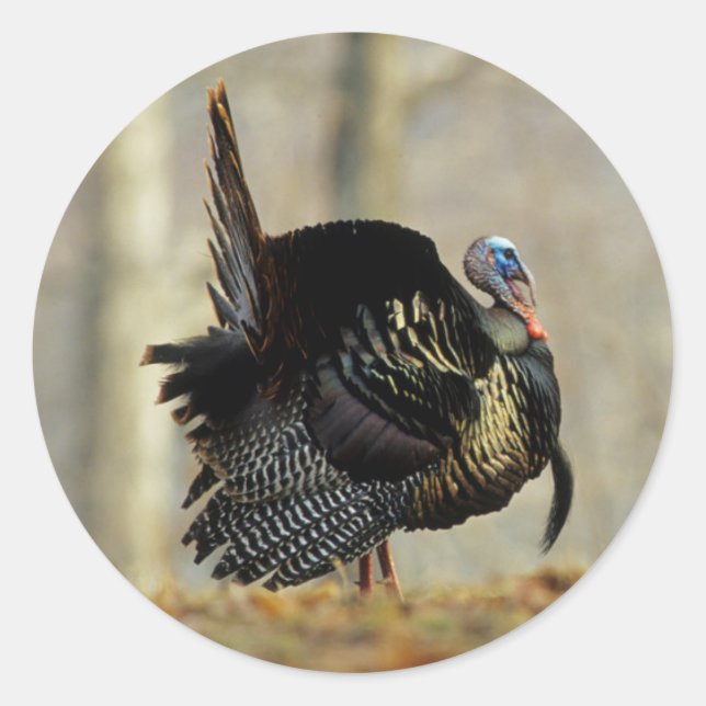 Adesivo Redondo Turkey struting masculino, Illinois (Frente)