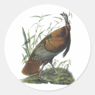 Adesivo Redondo Turquia selvagem, John Audubon