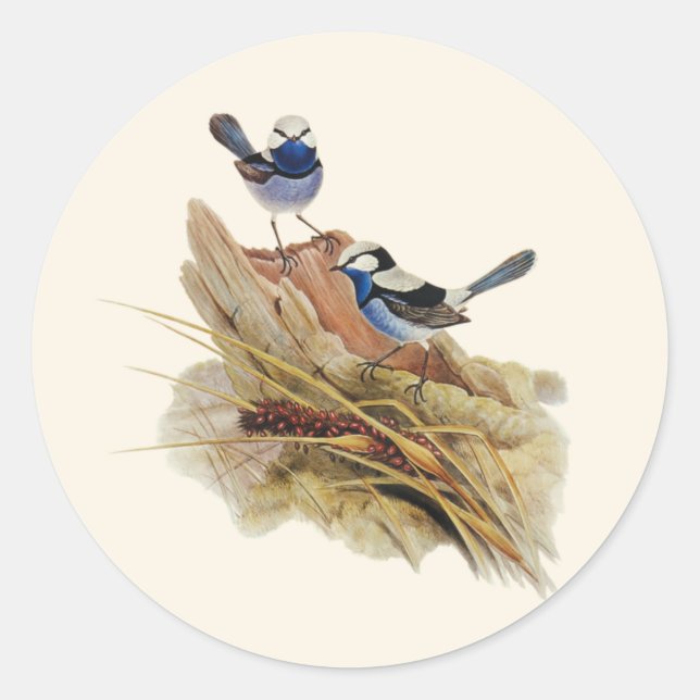 Adesivo Redondo Turquoisina Superb Warbler, (Frente)