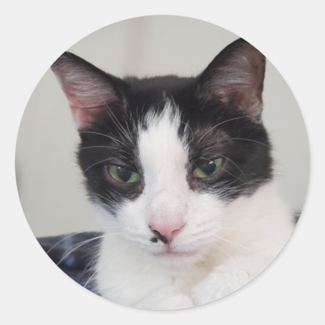 Adesivo Redondo Tuxedo cat (Frente)
