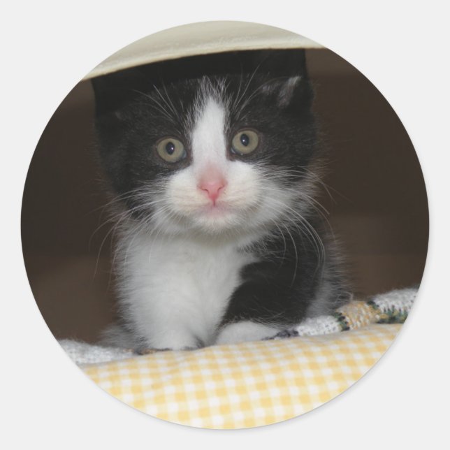 Adesivo Redondo Tuxedo kitten (Frente)