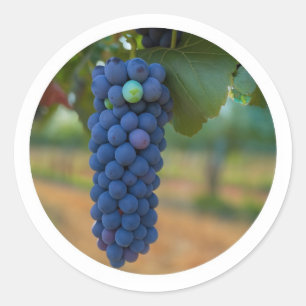 Adesivo Redondo Um aglomerado de Uvas Roxas Frescas