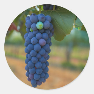 Adesivo Redondo Um aglomerado de Uvas Roxas Frescas